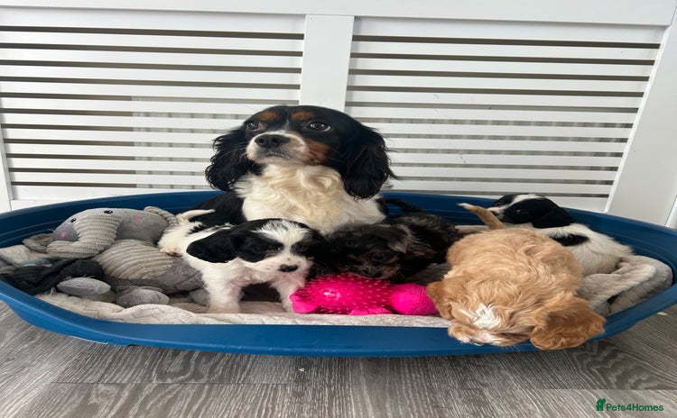 Cavapoo dogs - Advert 8