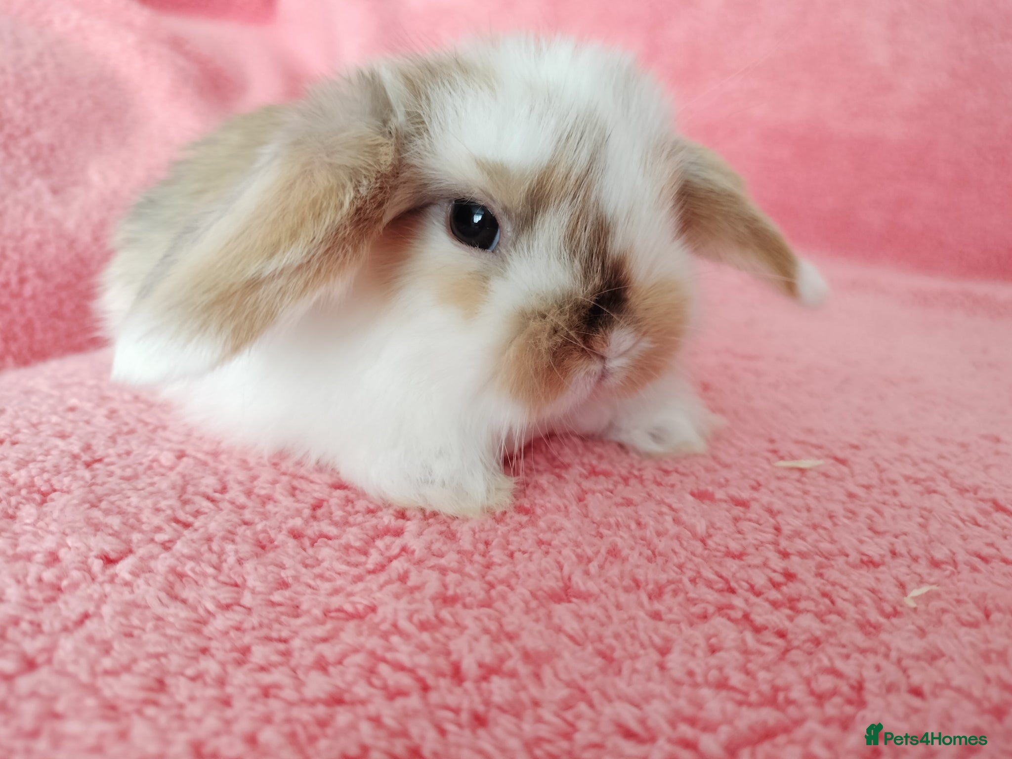 Mini Lop rabbits Baby mini lops for sale  - Advert 2