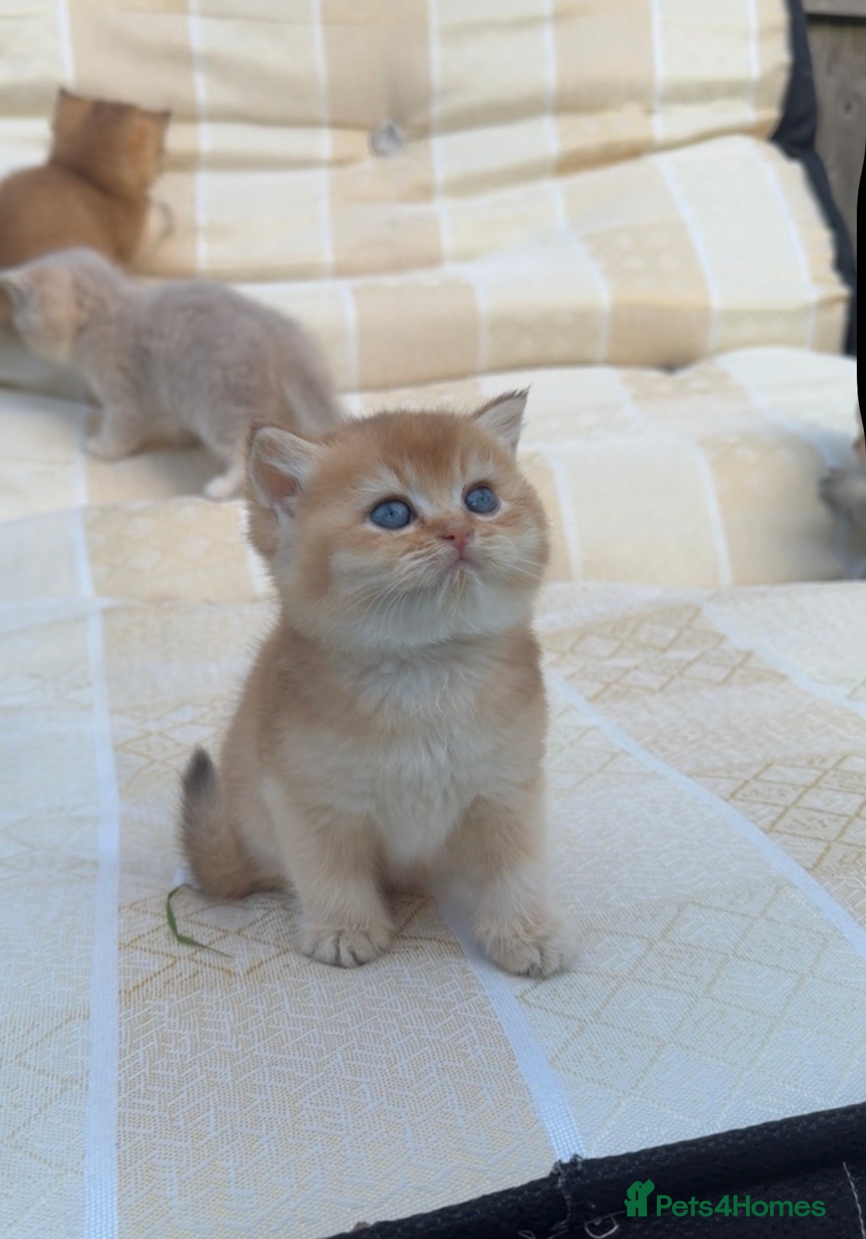 British Shorthair cats British Shorthair Cats - Advert 3
