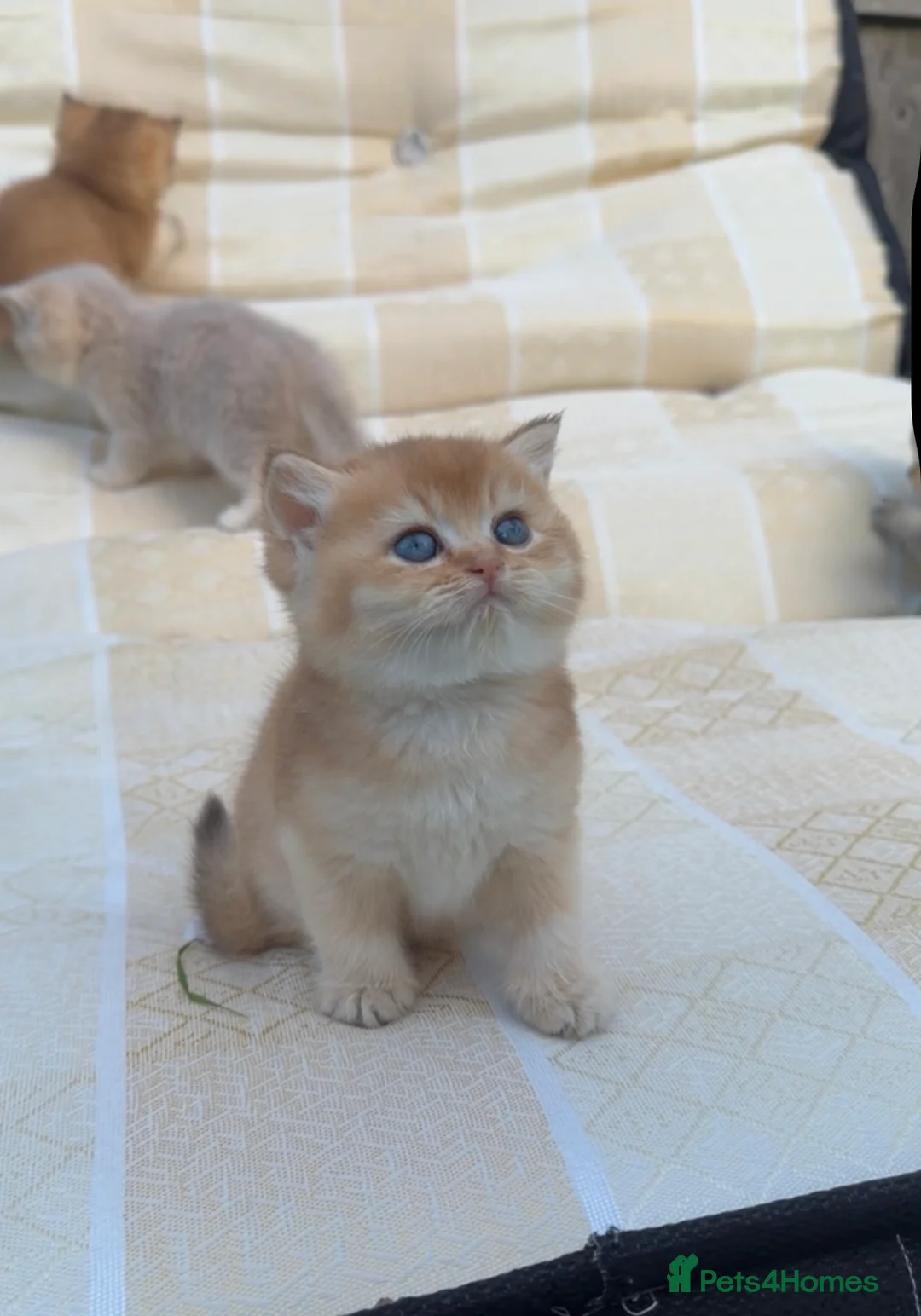British Shorthair cats for sale: British Shorthair Cats - Advert 1