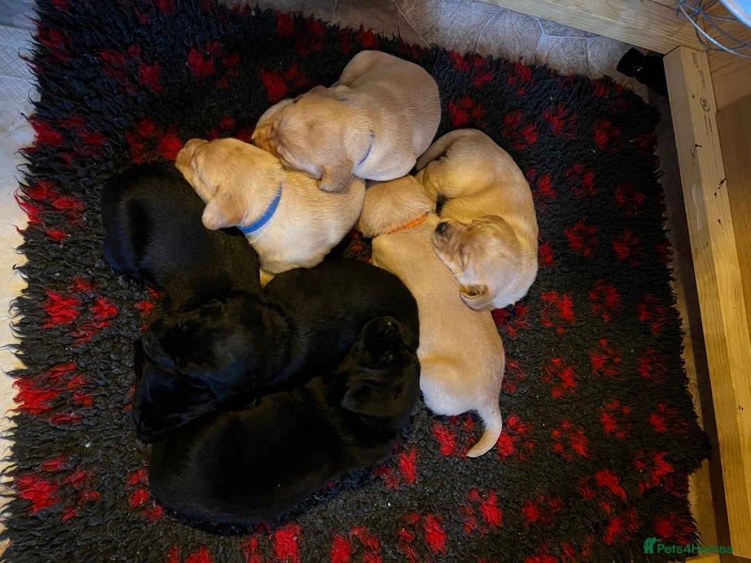 Labrador Retriever dogs for sale: Gorgeous KC reg labrador pups from champion line - Advert 2