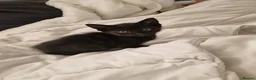 Mixed Breed cats for sale: Loving kittens black domestic  - Advert 2