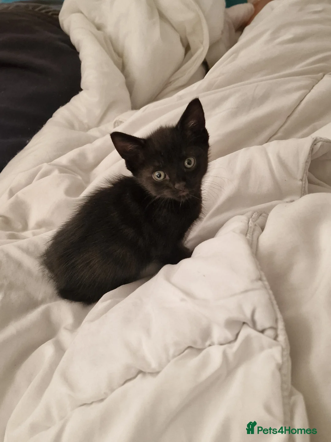 Mixed Breed cats for sale: Loving kittens black domestic  - Advert 2