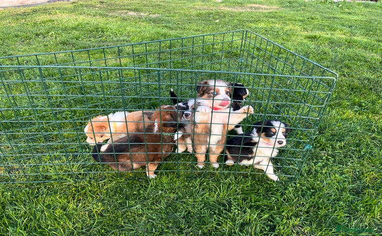 Mixed Breed dogs - Advert 2