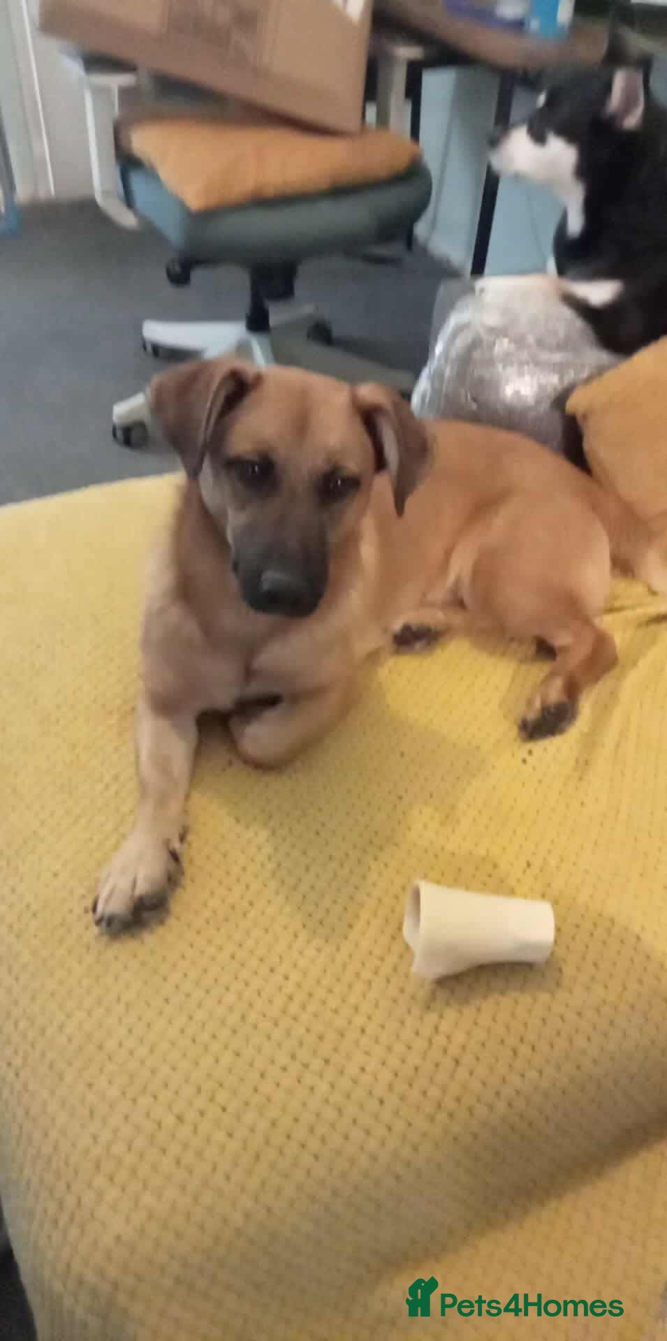 Mixed Breed dogs Mario seeking forever home  - Advert 19