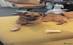 Mixed Breed dogs for adoption: Mario seeking forever home  - Image 1
