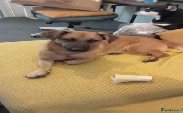 Mixed Breed dogs - Advert 1