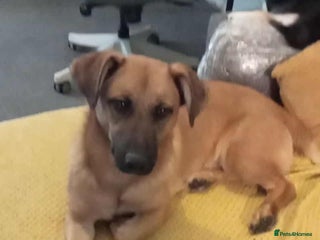 Mixed Breed dogs - Advert 33