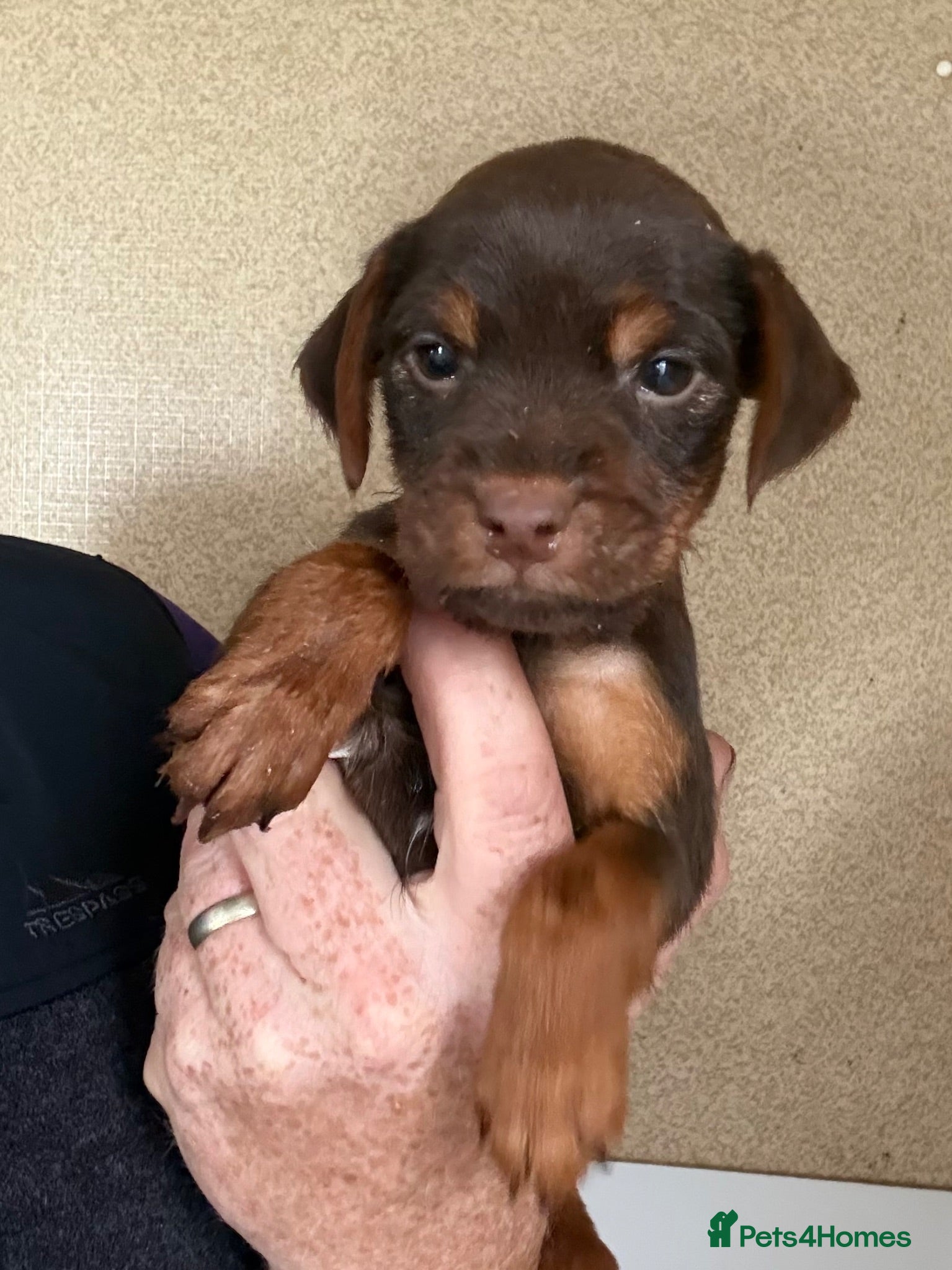 Patterdale Terrier dogs Chocolate & Tan Girl Ready Now - Advert 1