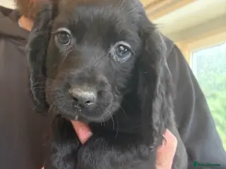 Sprocker dogs Beautiful Sprocker Puppies - Advert 14