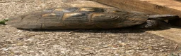 Tortoise reptiles for sale: Spur Thigh Tortosie in Beaconsfield - Advert 4