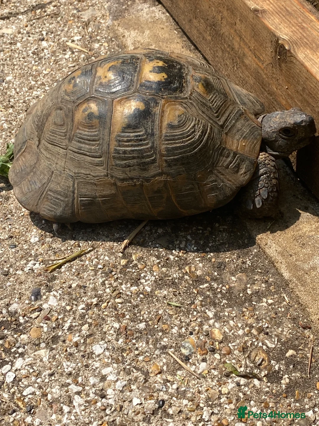 Tortoise reptiles for sale: Spur Thigh Tortosie in Beaconsfield - Advert 4