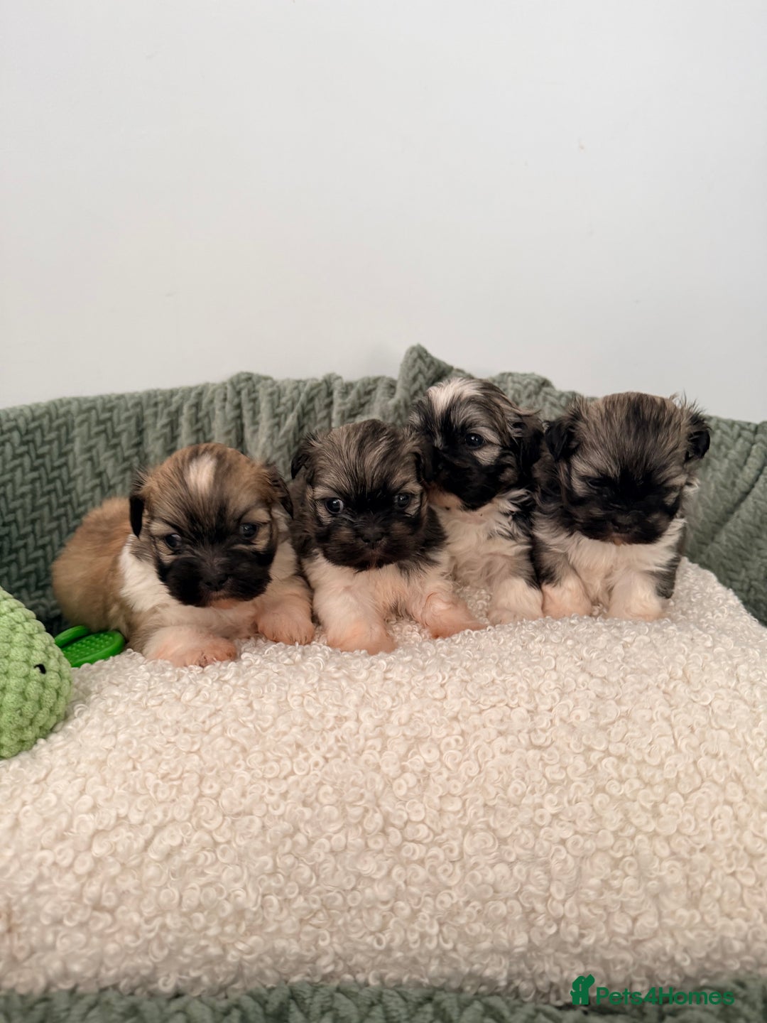 Lhasa Apso dogs for sale: Beautiful litter of KC Lhasa Apso puppies  - Advert 2