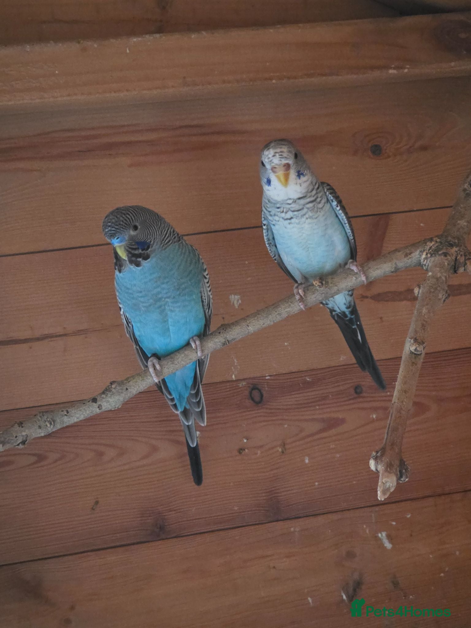 Budgerigars birds Pair of black wing and black face budgies - Advert 1