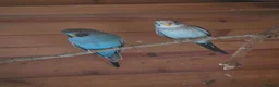Budgerigars birds for sale: Pair of black wing and black face budgies in Houghton le Spring - Advert 1