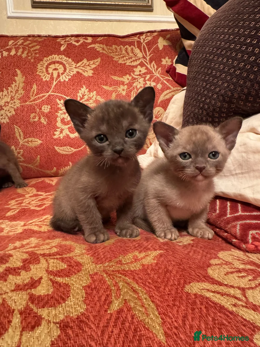 Burmese cats for sale: Eight beautiful Burmese kittens ready 11th May in Torquay - Advert 1