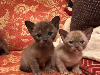 Burmese cats Eight beautiful Burmese kittens ready 11th May - Advert 13