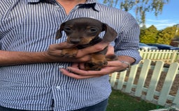 Miniature Dachshund dogs for sale: READY NOW Miniature Daschund puppies  - Image 7