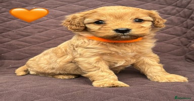 Cavapoo dogs - Advert 8