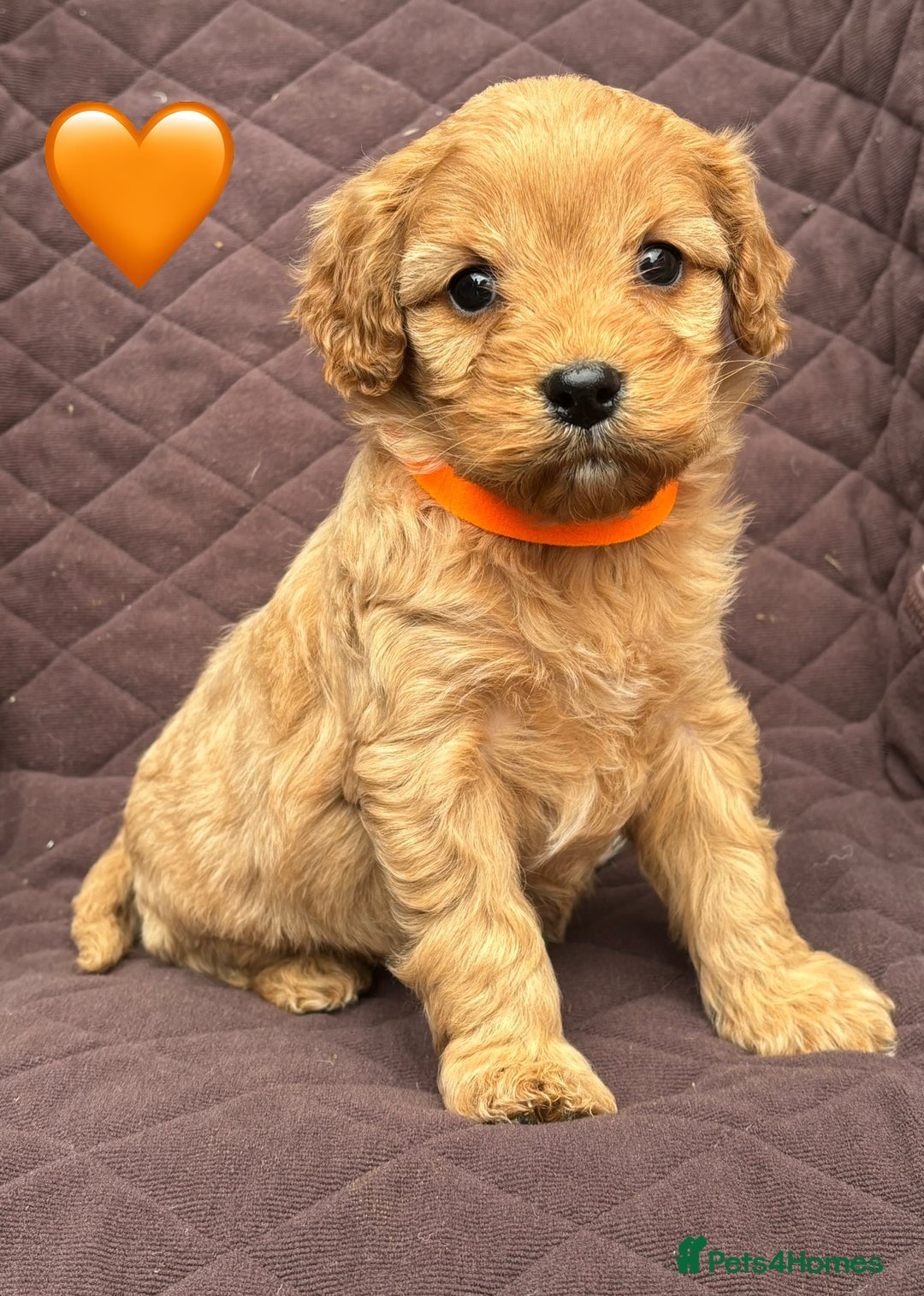 Cavapoo dogs for sale: ✨ Gorgeous F1 Cavapoo Puppies ✨ - Image 2