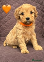 Cavapoo dogs - Advert 8