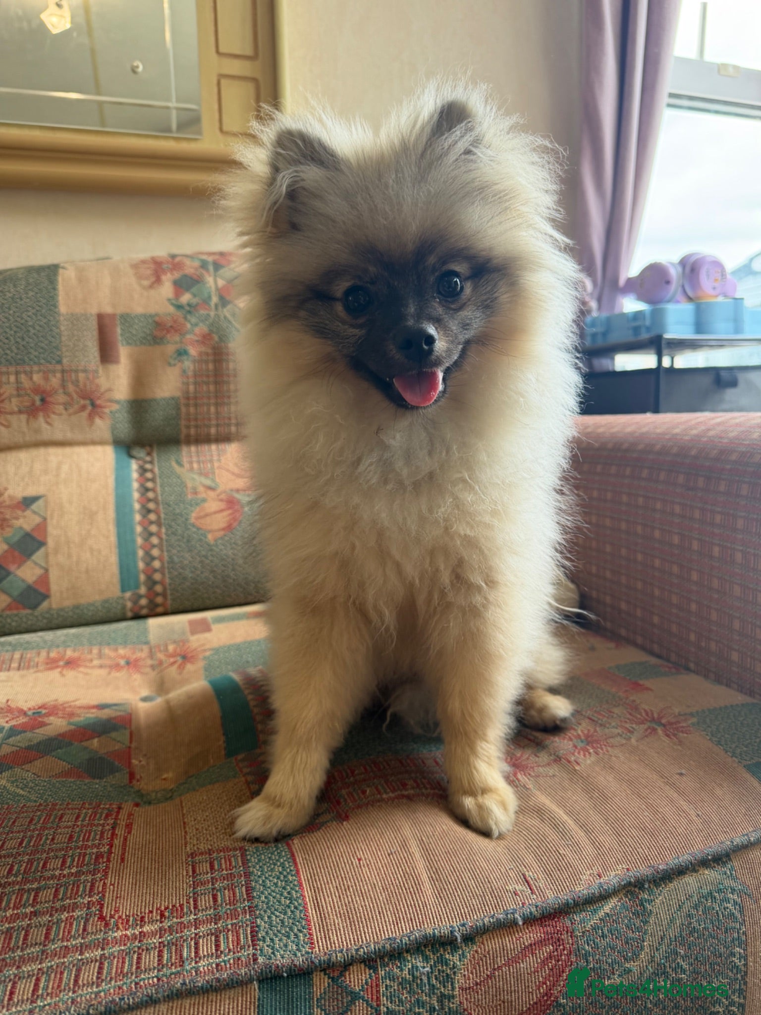 Pomeranian dogs Kc registered Pom boy  - Advert 1