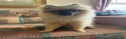 Pomeranian dogs for sale: Kc registered Pom boy  - Advert 1