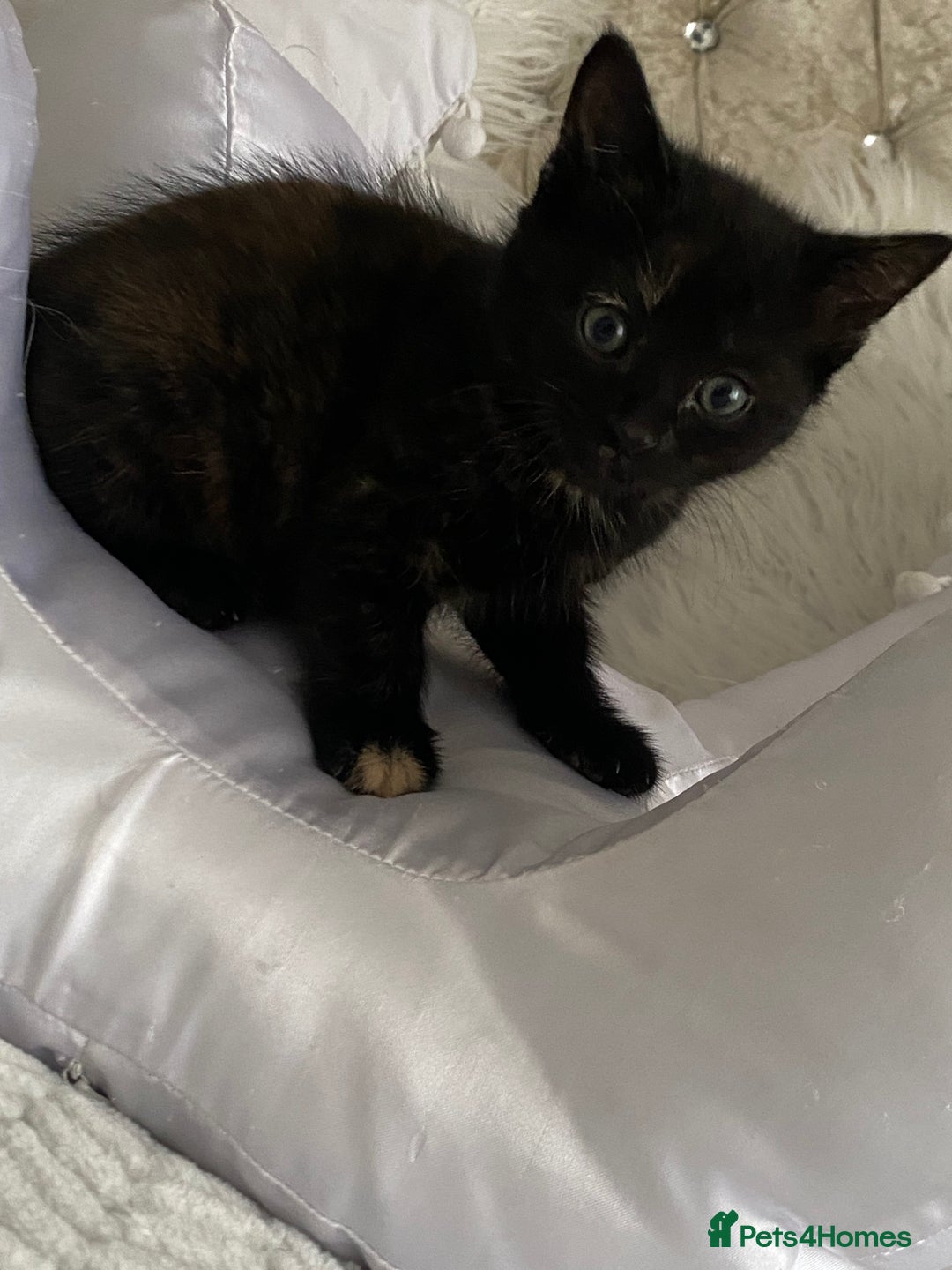 Mixed Breed cats for sale: Female kitten for sale  - Image 2