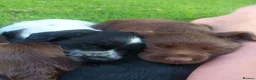 Sprocker dogs for sale: Sprocker Spaniel pups for sale  in Tiverton - Advert 3