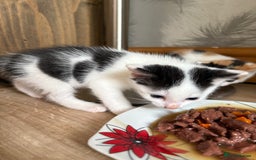 Mixed Breed cats for adoption: 3 beautiful kittens  - Image 8