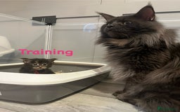 Maine Coon cats for sale: *READY* Stunning Tica Maine Coons - Image 19