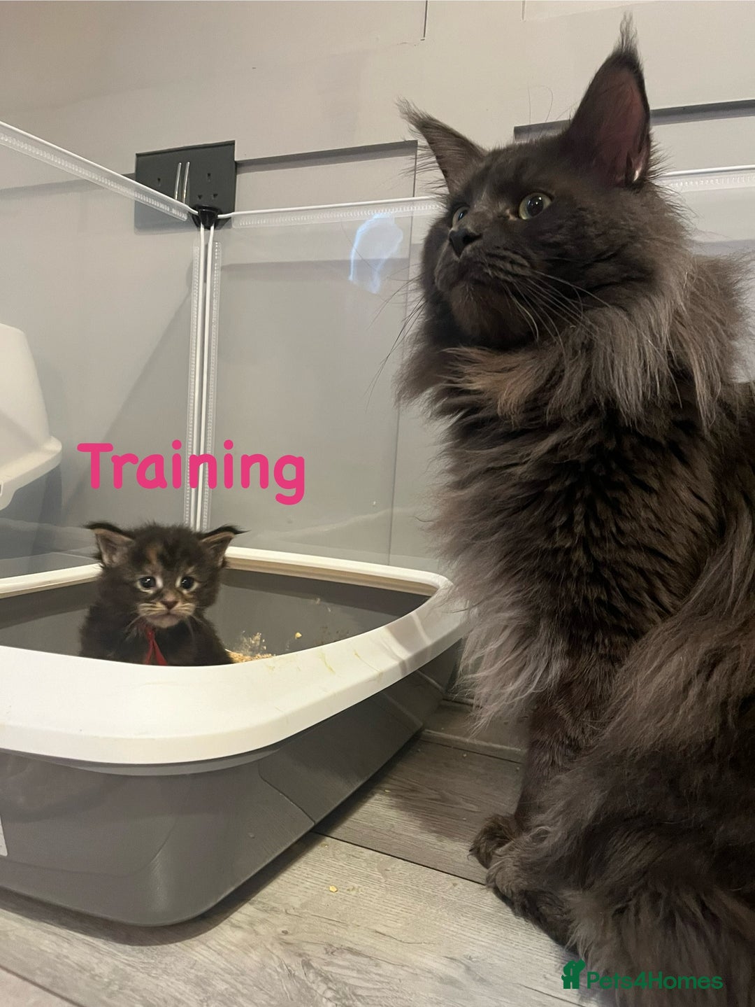 Maine Coon cats for sale: *READY* Stunning Tica Maine Coons - Image 19
