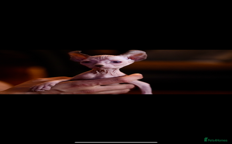 Sphynx cats - Advert 6