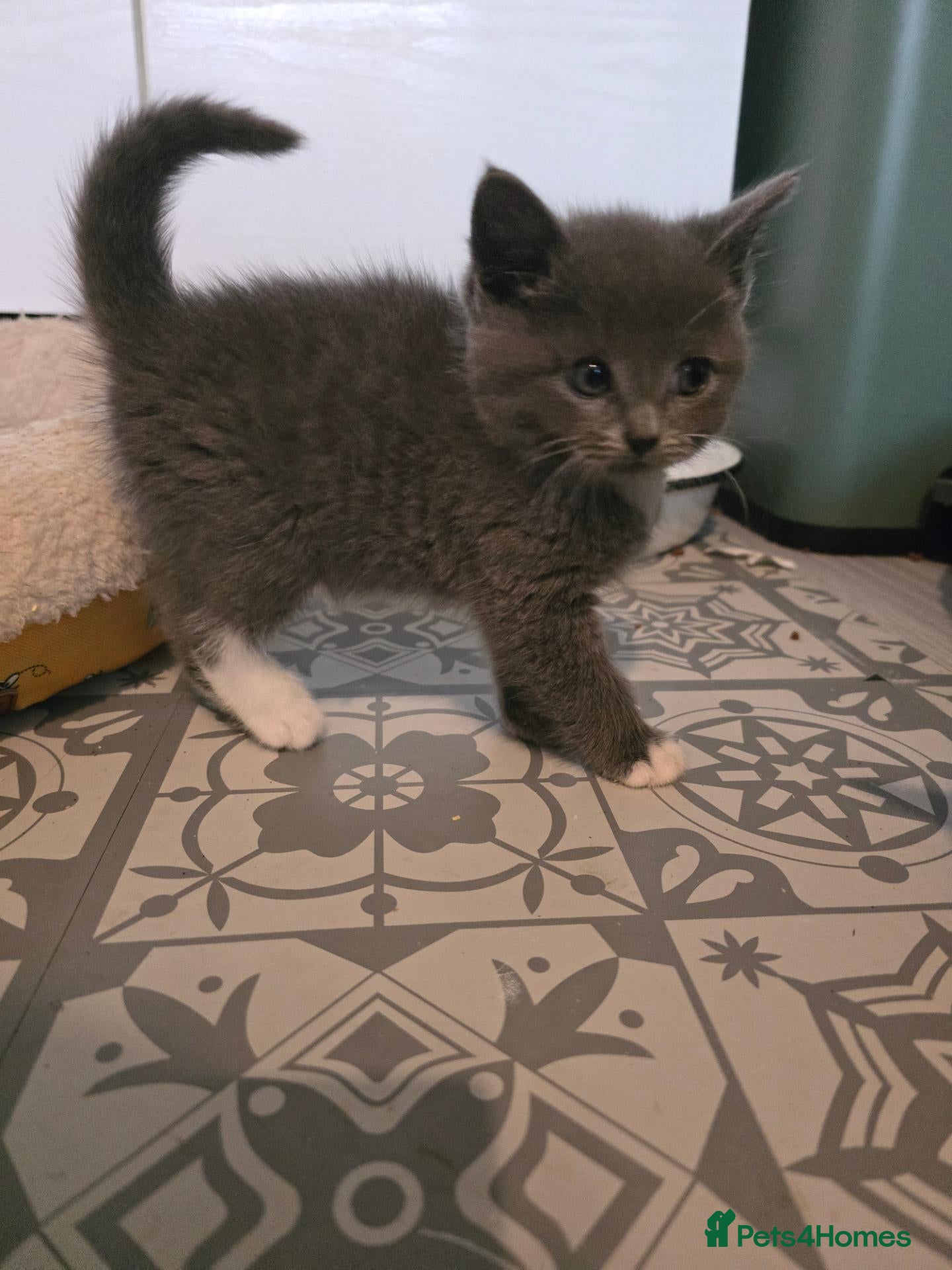 Scottish Fold cats Blue scottish fold/straight kittens - Advert 1