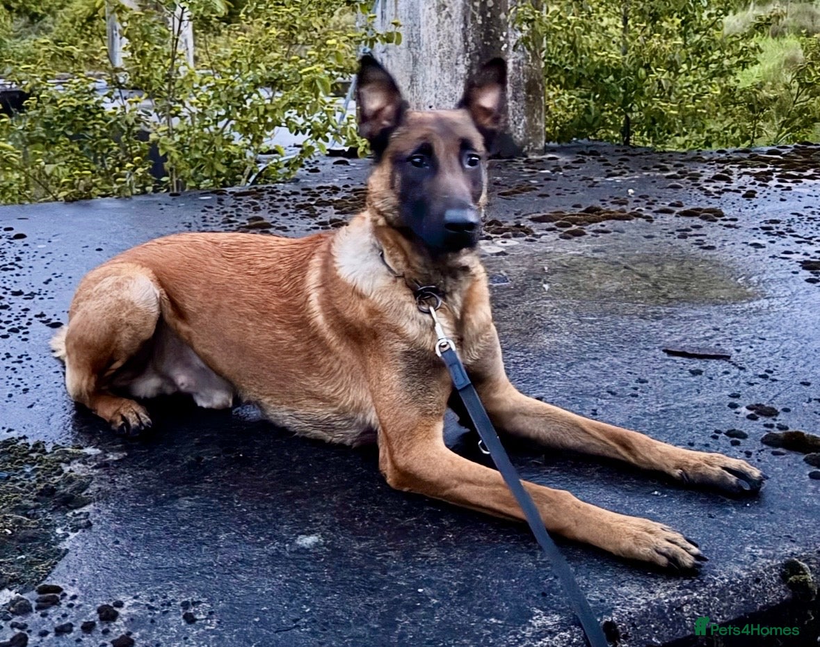 Belgian Shepherd Dog dogs NASDU2 KC Malinois Import for Stud - Advert 1