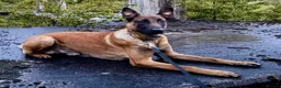Belgian Shepherd Dog dogs for stud: NASDU2 KC Malinois Import for Stud - Advert 2