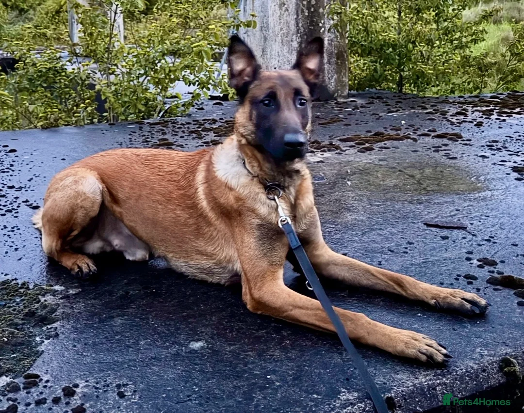 Belgian Shepherd Dog dogs for stud: NASDU2 KC Malinois Import for Stud - Advert 2