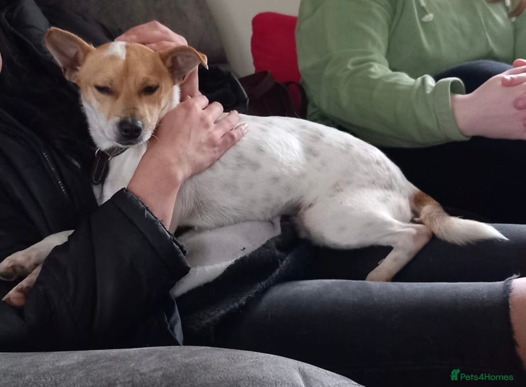 Mixed Breed dogs for adoption: Jeff is waiting for his forever  - Advert 1