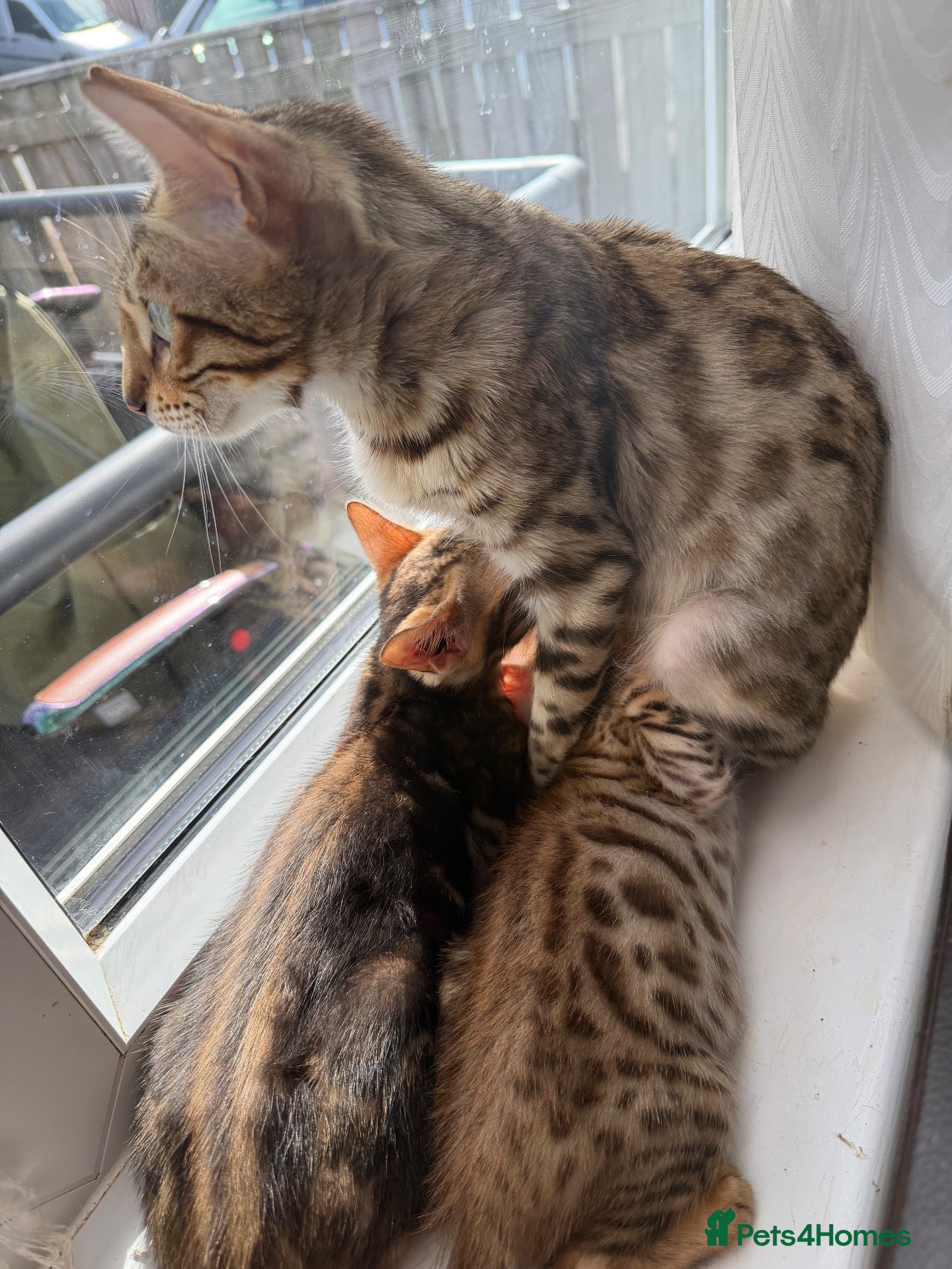 Bengal cats Beautiful bengal - Advert 5