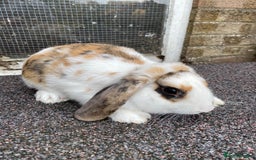 Mini Lop rabbits for sale: Mini lop male rabbit and cage - Image 5