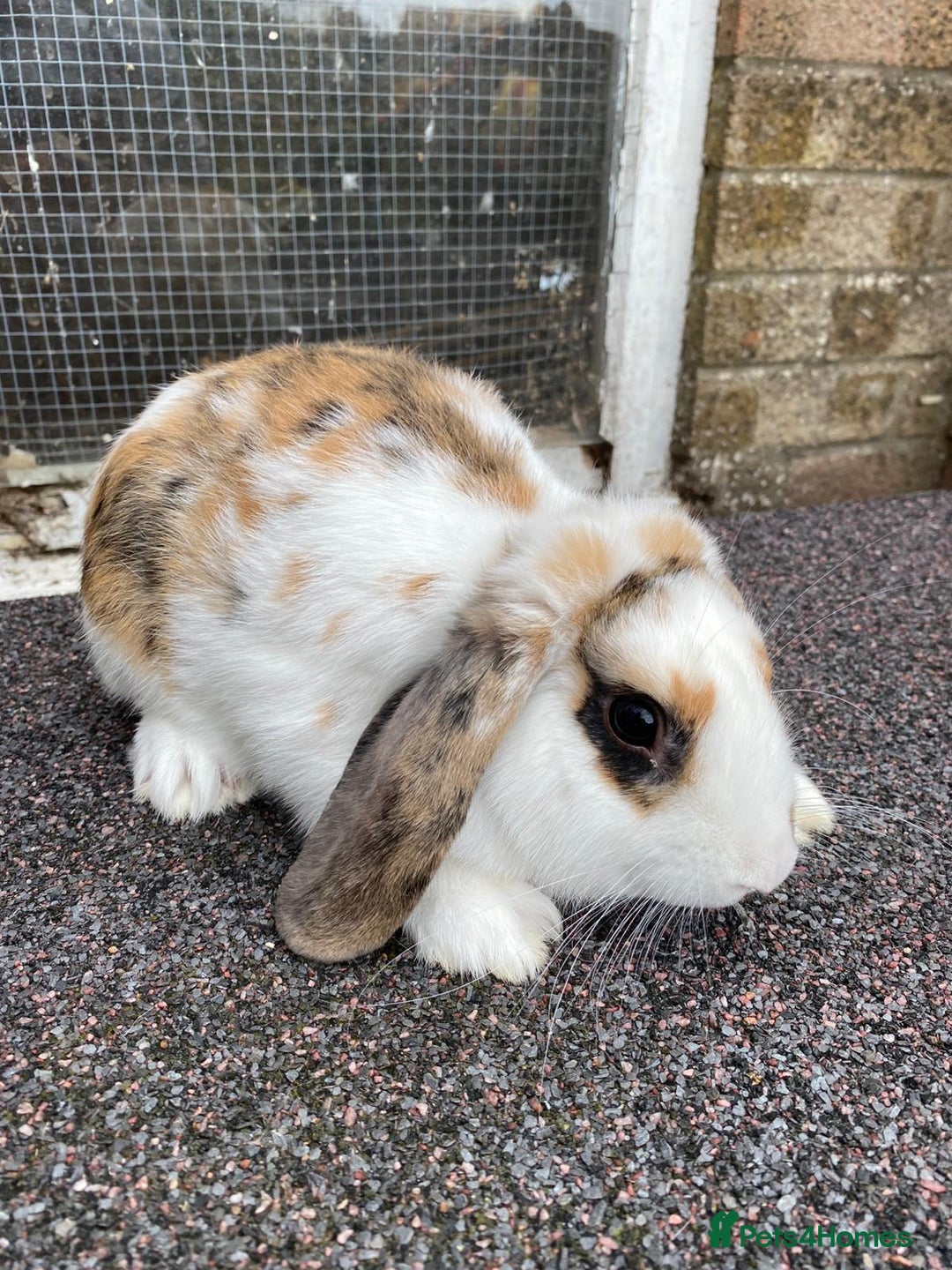 Mini Lop rabbits for sale: Mini lop male rabbit and cage - Image 5