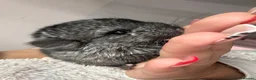 Chinchilla rodents for sale: 2 female chinchillas  - Advert 3