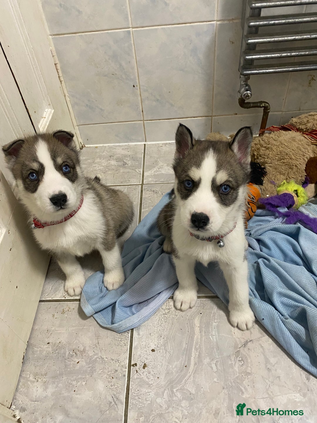Siberian Husky dogs for sale: Magnificent Pure Siberia Husky Puppies  - Advert 4