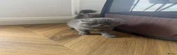 British Shorthair cats for sale: British shorthair kittens ready for new home in London - Advert 9