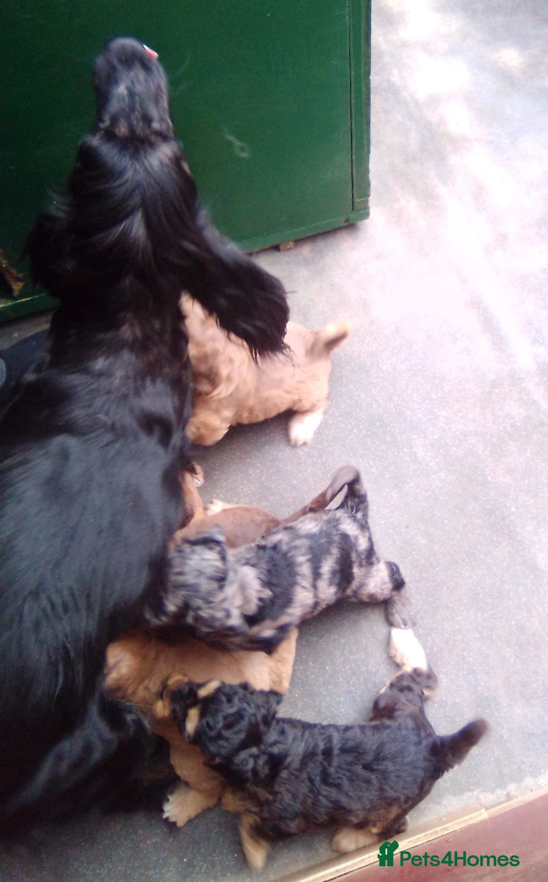 Cockapoo dogs for sale: Delightful Litter of Cockapoos - Advert 1