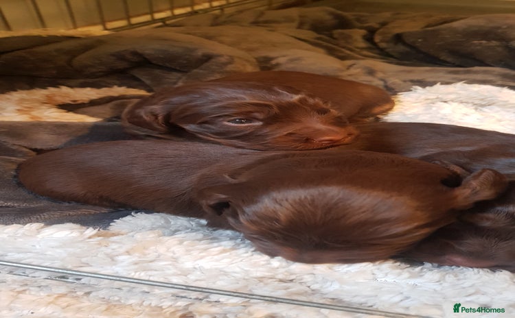 Sprocker dogs - Advert 8