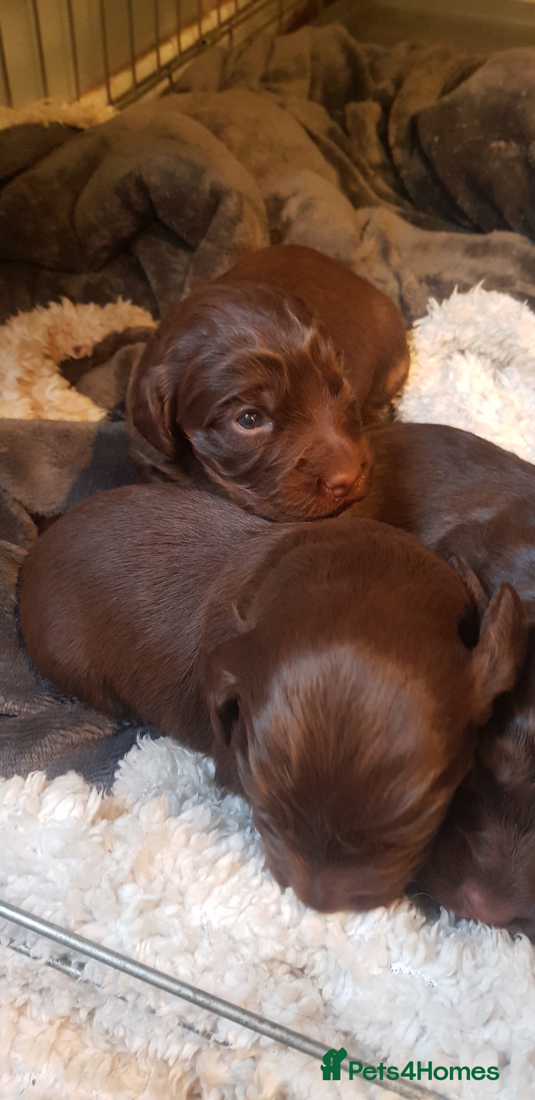 Sprocker dogs for sale: My lady has had beautiful 3 sprocker spaniel pups  - Image 1