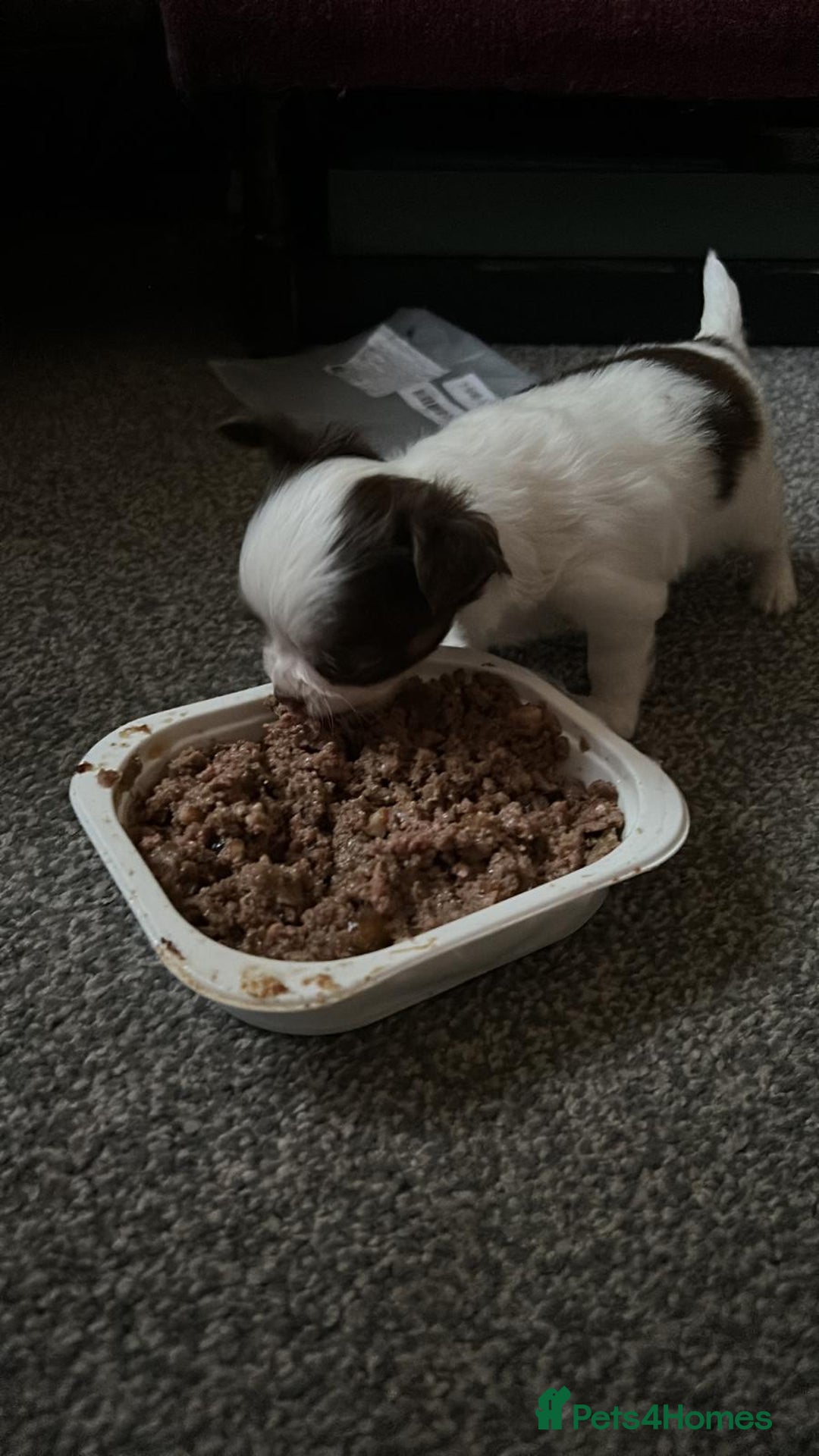 Chihuahua dogs for sale: Chihuahua teacup - Image 14