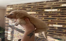 Miniature Dachshund dogs for sale: long haired miniature dachshund puppies - Image 2