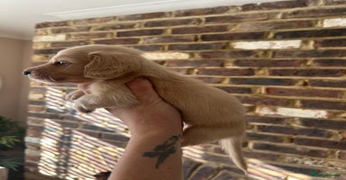 Miniature Dachshund dogs - Advert 3